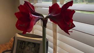 Trader Joes Amaryllis  Blooms then comes back to life for a Redux [upl. by Ahsaei227]