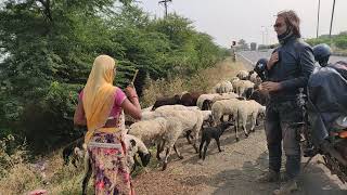 RIDING in Rajasthan India [upl. by Nidnarb]