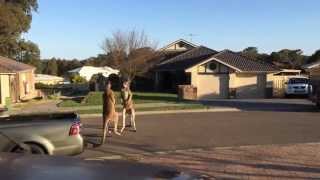 Copy of wild kangaroo street fight Aussie style [upl. by Abbi653]