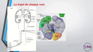 Physiologie de la somesthésie 1ère partie [upl. by Penny]