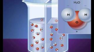 Absorption et circulation de leau dans la plante [upl. by Nilesoj]