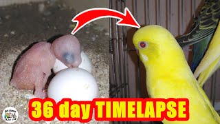 Budgie growth stages  first 36 days From Egg to Adult [upl. by Yedarb]