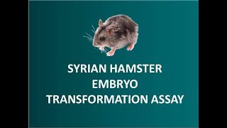 Syrian Hamster Embryo SHE Cell Transformation Assay CTA 🐭 [upl. by Samoht]