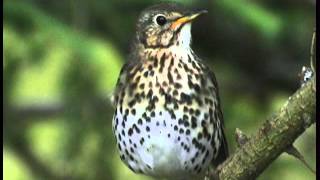 Les Oiseaux de Corrèze N°1 les oiseaux familiers [upl. by Acissehc656]