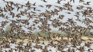 Birds of the Mississippi River Delta [upl. by Ginsberg]