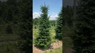 Christmas Tree Farm farmthefuture [upl. by Luther]