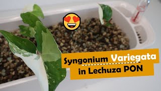 Potting Up Syngonium ALBO VARIEGATA  Lechuza Pon 🌱 Plantkins [upl. by Ahsiekim]