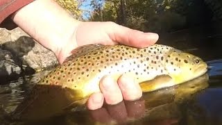 Battenkill Fly Fishing  Brown Trout  Fall Caddis [upl. by Pincince]