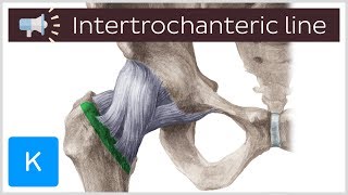 Intertrochanteric line  Anatomical Terms Pronunciation by Kenhub [upl. by Eiknarf378]