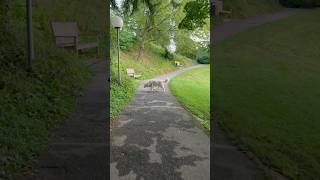 Morning walk in BadenBaden [upl. by Carline]