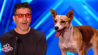 Unforgettable Dog Acts on BGT 🐾🌟 [upl. by Tica]