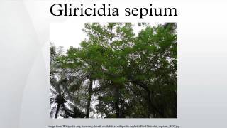 Gliricidia sepium [upl. by Nwahsed]