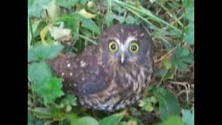 Morepork [upl. by Gertrud701]