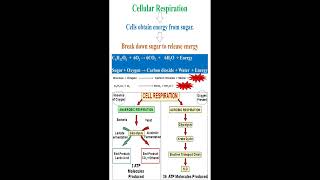 Cellular Respiration Meaning and Equation geneticteacher [upl. by Htebarual614]