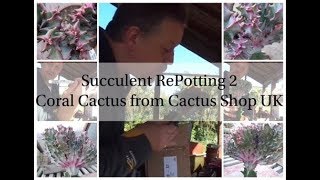 Succulent RePotting 2  Coral Cactus from The Cactus Shop [upl. by Elo]