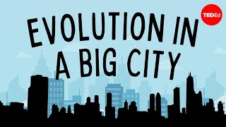 Evolution in a Big City [upl. by Hepza]