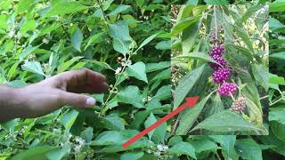 American beautyberry Callicarpa americana  Plant Identification [upl. by Enitsyrk]