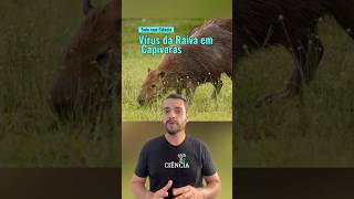 Primeiros casos do vírus da raiva em capivaras noticias capivara informação [upl. by Judd]