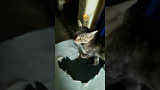 kucing kampung style catvlogs [upl. by Natam]