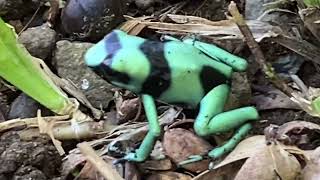 Dendrobates auratus rana venenosa verdinegra green black poison dart frog [upl. by Max832]