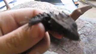 Crocodile skink annoyance vocalizations  Tribolonotus gracilis sonido [upl. by Hermann448]