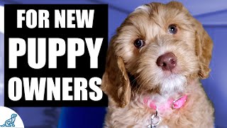 Your Complete First Week Puppy Training Plan [upl. by Asira]