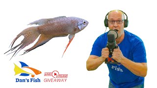 Ep 308 Black Paradise Fish GIVEAWAY [upl. by Hairu719]