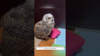 This family rescued an owl that was stuck in a fence and then this happened animalshorts [upl. by Akiam180]