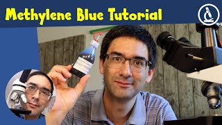 🔬 How to stain cells with Methylene Blue  Amateur Microscopy [upl. by Morris]