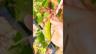 চাইনিজ সিম কি সুন্দর 🥦shortsvideo farming vegetables [upl. by Notlil]