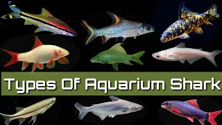 11 Types Of Fresh Water Aquarium Shark [upl. by Jimmie]