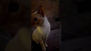 Mi gato Aslam mi Nina y Naim [upl. by Irianat163]