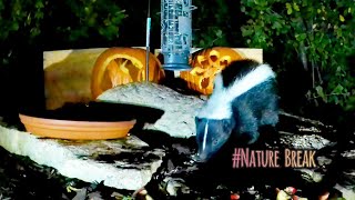 Nature Break Cat TV Fun Calm skunk [upl. by Linda]