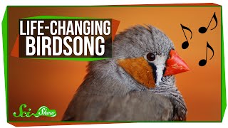 LifeChanging Birdsong [upl. by Alby]