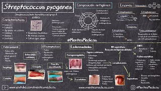 Streptococcus pyogenes  Estreptococo beta hemolitico del grupo A FÁCIL EXPLICACIÓN Mentes Médicas [upl. by Celinda524]