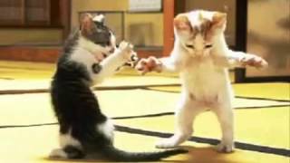 Grappige katten dansen [upl. by Lucine]