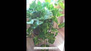 Money plant  Pothos plant [upl. by Ahtanoj301]