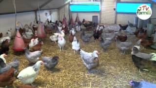 Les poules sont de retour [upl. by Arracat]