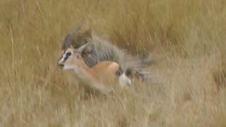 MUST SEE Leopard Hunts Gazelle on Safari Tour Masai Mara Kenya Africa Full animal hunt [upl. by Reynolds263]