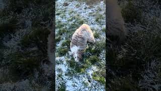 Barney dog eats a little bit of snow ❄️ 🐶 ❤️ [upl. by Mullen]