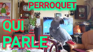 🔴🦜PERROQUET GRIS DU GABON QUI PARLE VẸT Hót và nói chuyệnMichel Nguyen France và Cuộc sống Pháp 🇨🇵 [upl. by Anert]