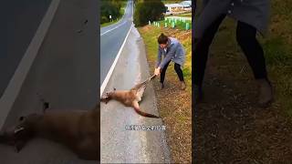 I found a kangaroo lying on the road sorts sortvideo sort [upl. by Munmro]