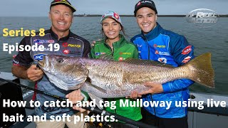 How to catch and tag Mulloway using live bait and soft plastics [upl. by Erreid]