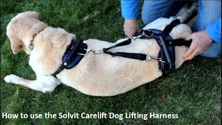 How to use the PetSafe Solvit CareLift Dog Lifting Harness [upl. by Lucky94]