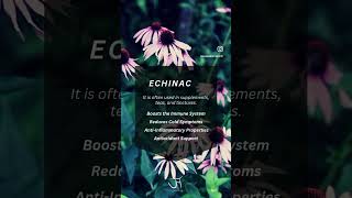 Naturally boost your immunity this winter with Echinacea 💚 I love Vogel echinace throat spray [upl. by Lednic]