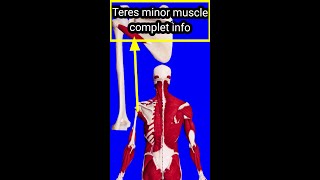 Teres minor muscle Origininsertioninnervationblood supply amp 3D action [upl. by Relyc]