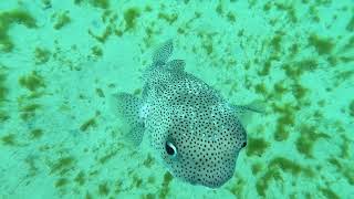 Snorkeling at Mango Bay Holetown Barbados 3rd June 2023 [upl. by Ahtibbat]