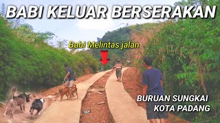 B4B1 HUT4N BANYAK KELUAR SARANG BERSERAKAN  LOKASI BERBURU TERFAVORIT DI KOTA PADANG [upl. by Newmark]