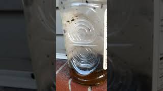 Most satisfying DIY Fly trap [upl. by Ellenwad]