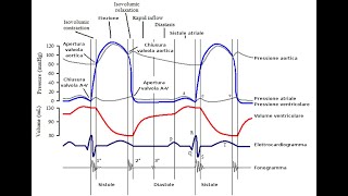 Wiggers Diagram [upl. by Nylesoj235]